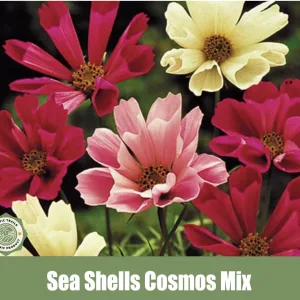 Sea Shells Cosmos Mix is a captivating variety of Cosmos bipinnatus